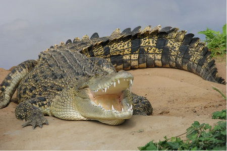 Dundee's Wildlife Park - Sunshine Coast Guide 0