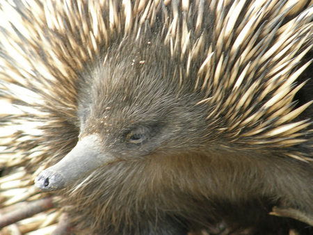 Dundee's Wildlife Park - Sunshine Coast Guide 3