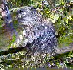 Koala Conservation Centre - Sunshine Coast Guide