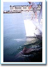 Temptation Sailing - Sunshine Coast Guide 1