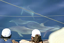Temptation Sailing - Sunshine Coast Guide 2