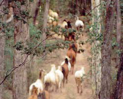 High Country Horses - Sunshine Coast Guide 2