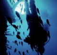 Scuba World - Sunshine Coast Guide