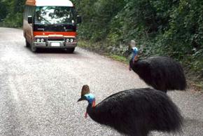 Kookaburra Tours - Sunshine Coast Guide 0