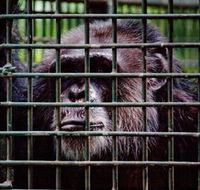 Rockhampton Zoo - Sunshine Coast Guide