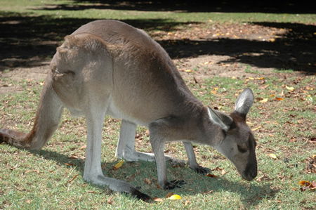Bunbury Wildlife Park - Sunshine Coast Guide 1