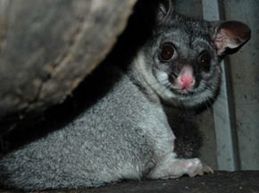 Bunbury Wildlife Park - Sunshine Coast Guide 2