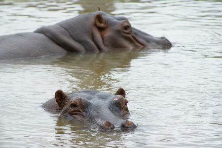 Cairns Wildlife Safari Reserve - Sunshine Coast Guide 2