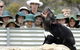 Tasmania Zoo - thumb 0