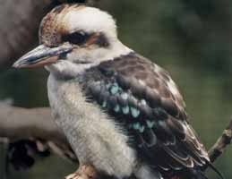 Nowra Wildlife Park - Sunshine Coast Guide 2