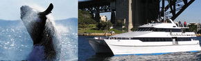 Prestige Harbour Cruises - Sunshine Coast Guide 3