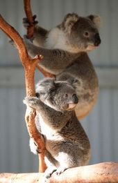 Waterways Wildlife Park - Sunshine Coast Guide 1