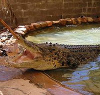 Wyndham Zoological Gardens and Crocodile Park - Sunshine Coast Guide