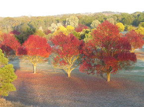 Balloon Adventures Barossa Valley - Sunshine Coast Guide 3