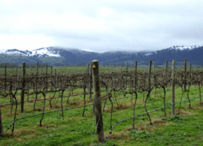 Kinloch Wines - Sunshine Coast Guide