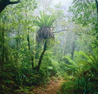 Lamington National Park and OReillys - Sunshine Coast Guide