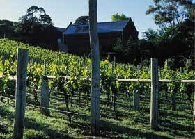 Goona Warra Vineyard - Sunshine Coast Guide 1