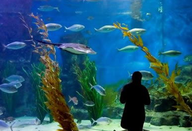 Melbourne Aquarium - Sunshine Coast Guide 0