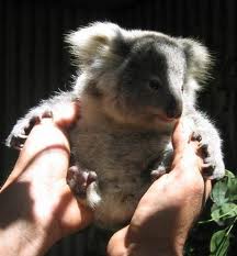 Koala Park Sanctuary - Sunshine Coast Guide 1