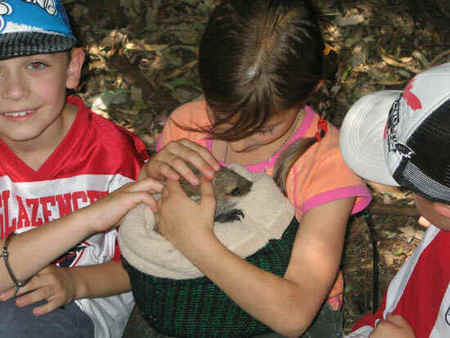 Koala Park Sanctuary - Sunshine Coast Guide 3