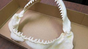Western Australian Museum - Sunshine Coast Guide 2