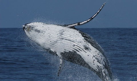 Spirit Of Gold Coast Whale Watching - Sunshine Coast Guide 4