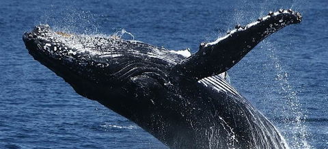 Spirit Of Gold Coast Whale Watching - Sunshine Coast Guide 5
