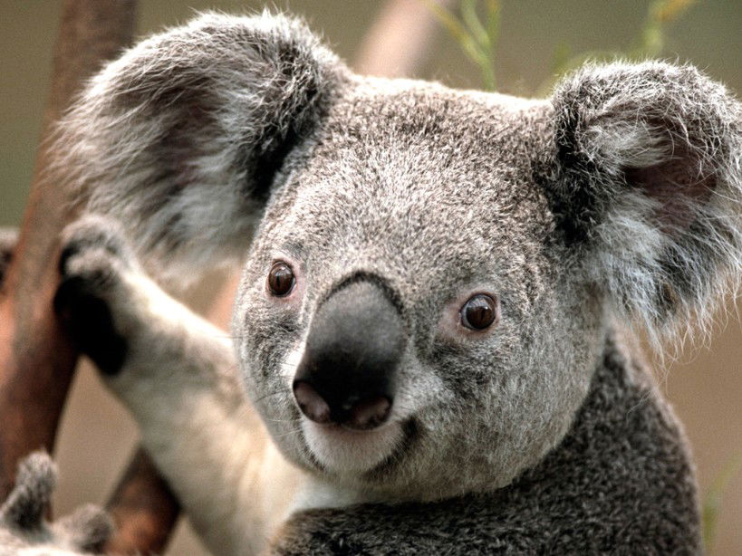 Yellow Pinch NSW Sunshine Coast Guide