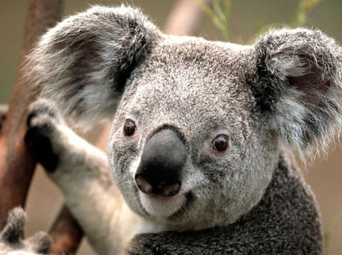 Potoroo Palace - Sunshine Coast Guide 0