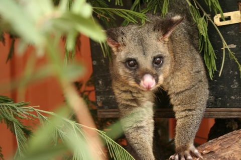 Potoroo Palace - Sunshine Coast Guide 3