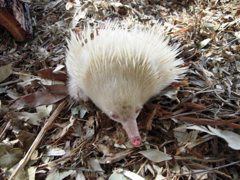 Potoroo Palace - Sunshine Coast Guide 4
