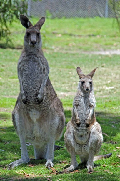 Potoroo Palace - Sunshine Coast Guide 5