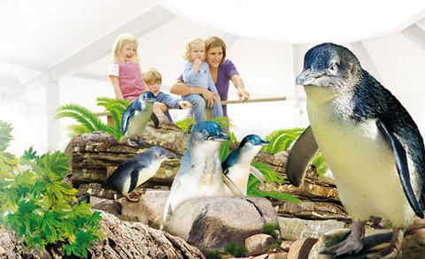 Manly SEA LIFE Sanctuary - Sunshine Coast Guide 1