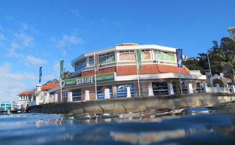 Manly SEA LIFE Sanctuary - Sunshine Coast Guide 2
