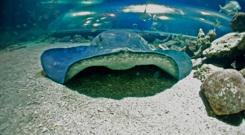 Manly SEA LIFE Sanctuary - Sunshine Coast Guide 3