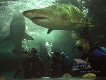 Manly SEA LIFE Sanctuary - Sunshine Coast Guide 5