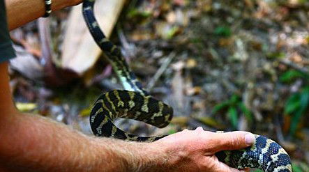 Queensland Day Tours - Sunshine Coast Guide 1