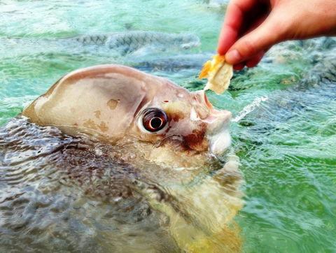Aquascene Fish Feeding Sanctuary - Sunshine Coast Guide 1
