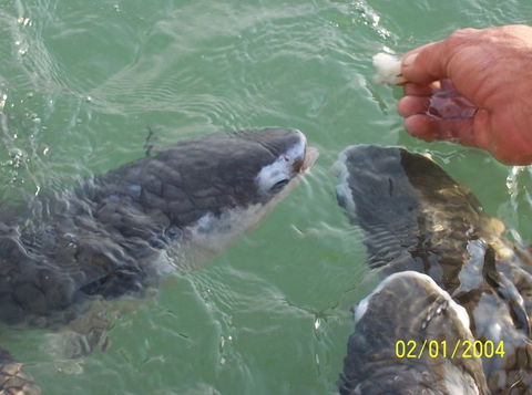 Aquascene Fish Feeding Sanctuary - Sunshine Coast Guide 2