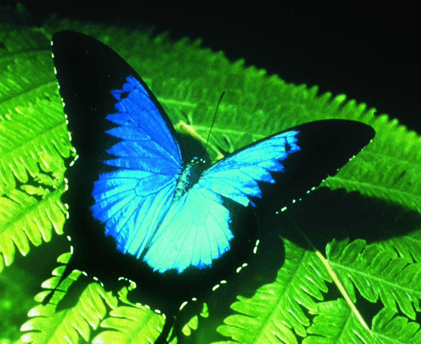 Australian Butterfly Sanctuary - Sunshine Coast Guide