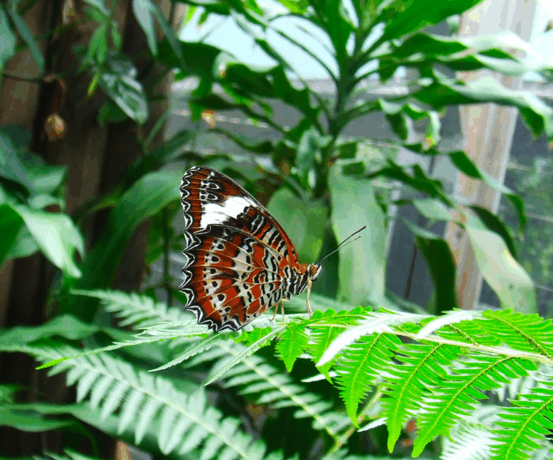 Australian Butterfly Sanctuary - Sunshine Coast Guide 1