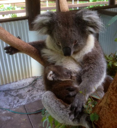 Outback Splash - Sunshine Coast Guide 3