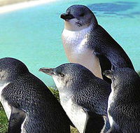 Rockingham Wild Encounters - Sunshine Coast Guide