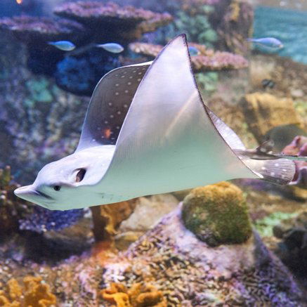 Melbourne Aquarium - Sunshine Coast Guide 4
