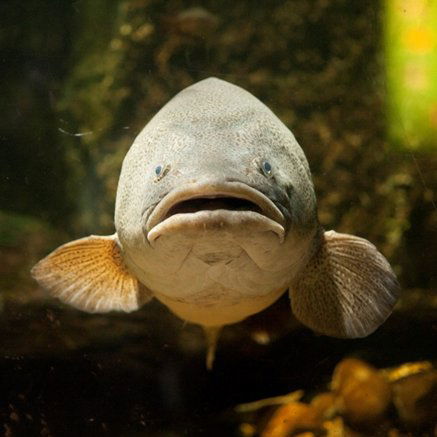 Melbourne Aquarium - Sunshine Coast Guide 5