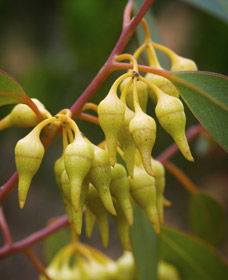 Jerdacuttup WA Sunshine Coast Guide