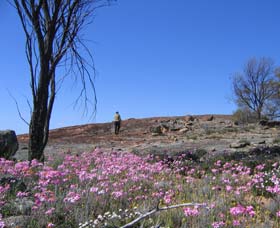 Talgomine Reserve - Sunshine Coast Guide 0