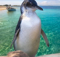 Penguin Island - Sunshine Coast Guide