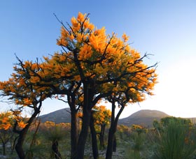 Cape Le Grand National Park - Sunshine Coast Guide 0