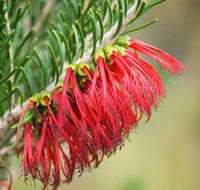 Ethel Daw Scenic Drive - Sunshine Coast Guide